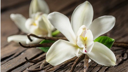 Why Vanilla Works So Well in Fragrance Layering